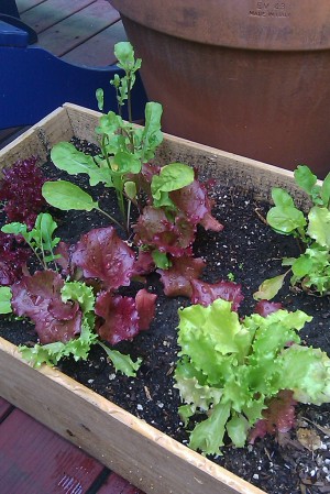 lettuce-in-container