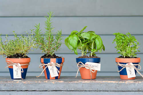 Potted-Herbs